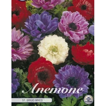 Bukettanemon-Anemone Coronaria 'St. Brigid' Mixed 20-pack